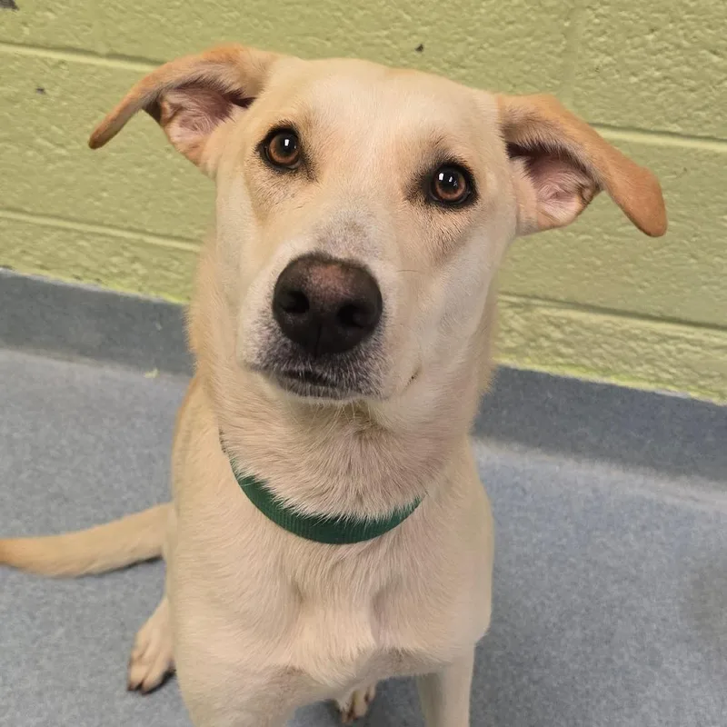 A young medium-sized male Yellow / Tan / Blond / Fawn Mixed Breed dog named Rainier for adoption in East Hanover, NJ