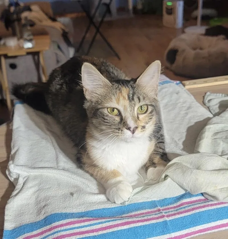 A baby small-sized female Calico cat named Kit for adoption in Plumerville, AR