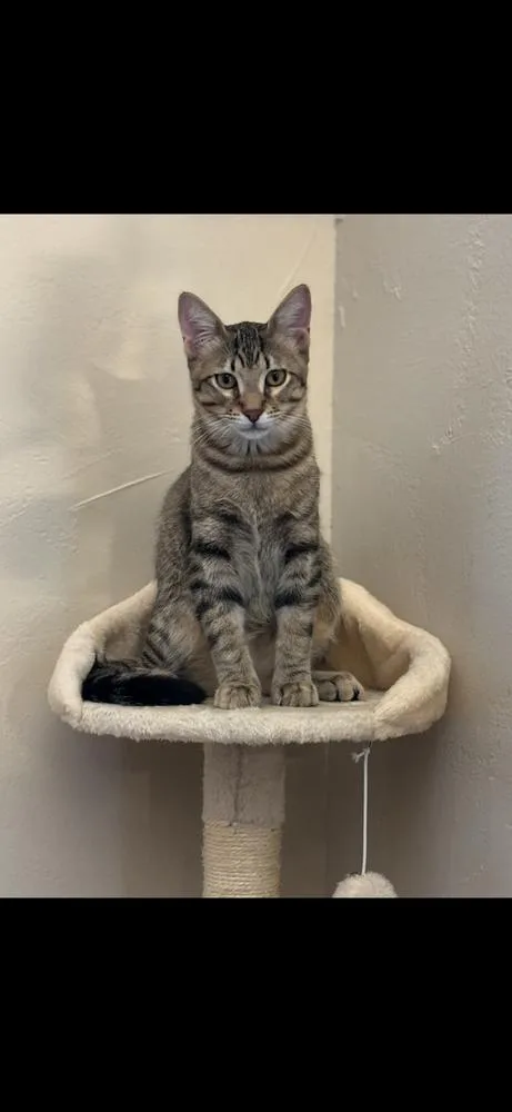 Sugar Ray thumbnail 2