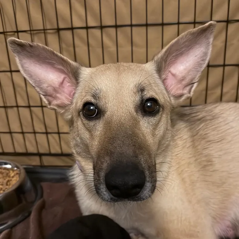 An adult medium-sized female Shepherd dog named Nessie Mae for adoption in Greenfield, IN