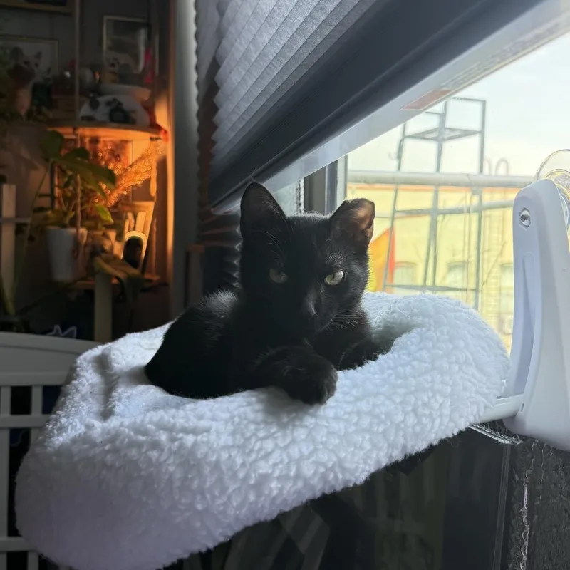 Lil Paulie thumbnail 3