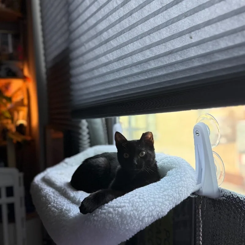 Lil Paulie thumbnail 4