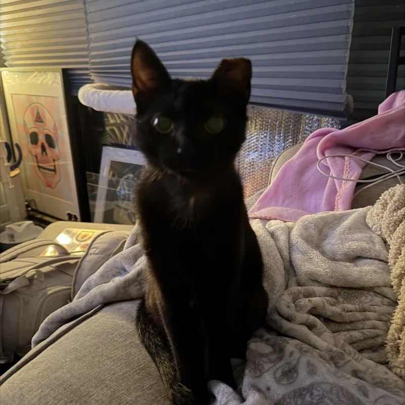 Lil Paulie thumbnail 5