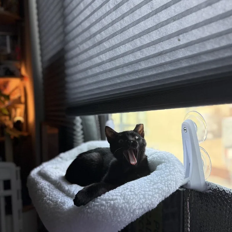 Lil Paulie thumbnail 6