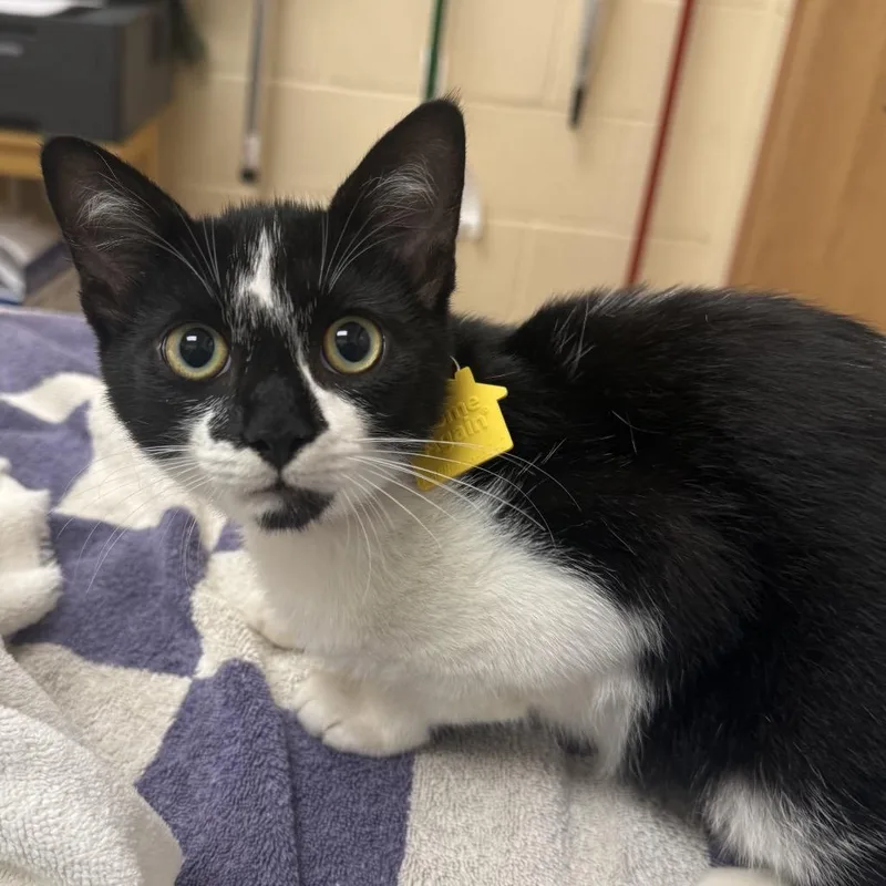 A baby small-sized male Black Domestic Short Hair cat named Francis for adoption in Springfield, MA