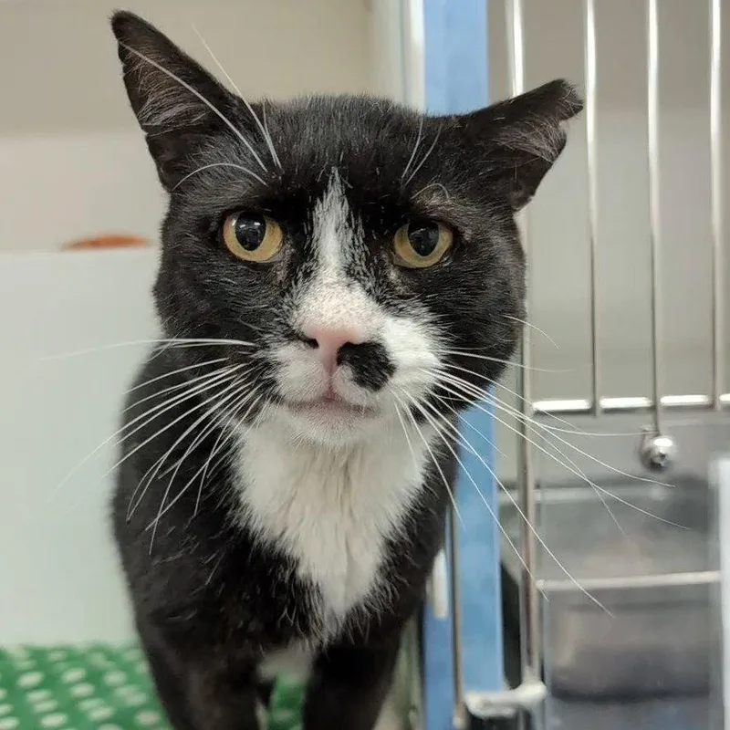 An adult medium-sized male Domestic Short Hair cat named Stachey for adoption in New Castle, DE