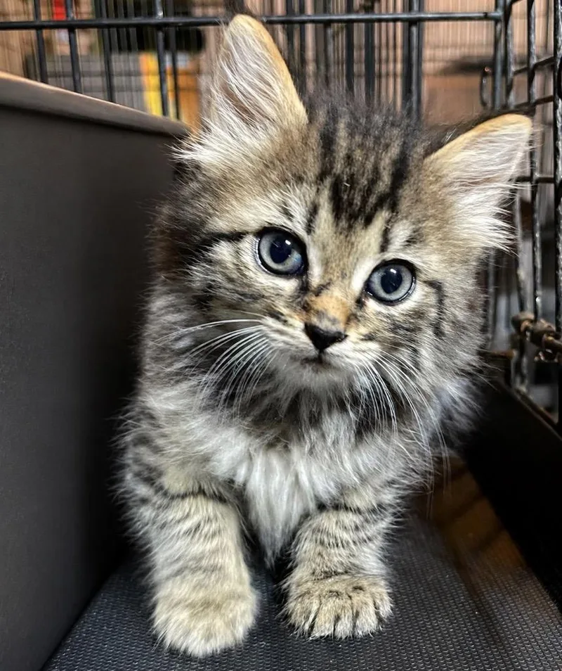 A baby large-sized female Domestic Long Hair cat named Chevy for adoption in Dalton, GA