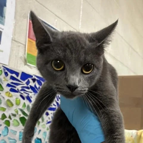 A young small-sized female Domestic Short Hair cat named Thessaly for adoption in Pensacola, FL