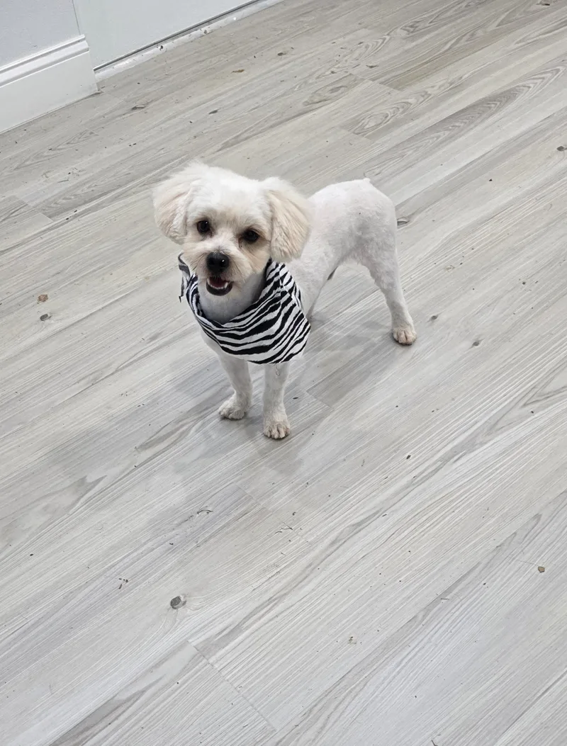 An adult small-sized male White / Cream Standard Poodle dog named Biscuit for adoption in Houston, TX
