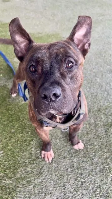 An adult large-sized male Terrier dog named Taz for adoption in Miami, FL