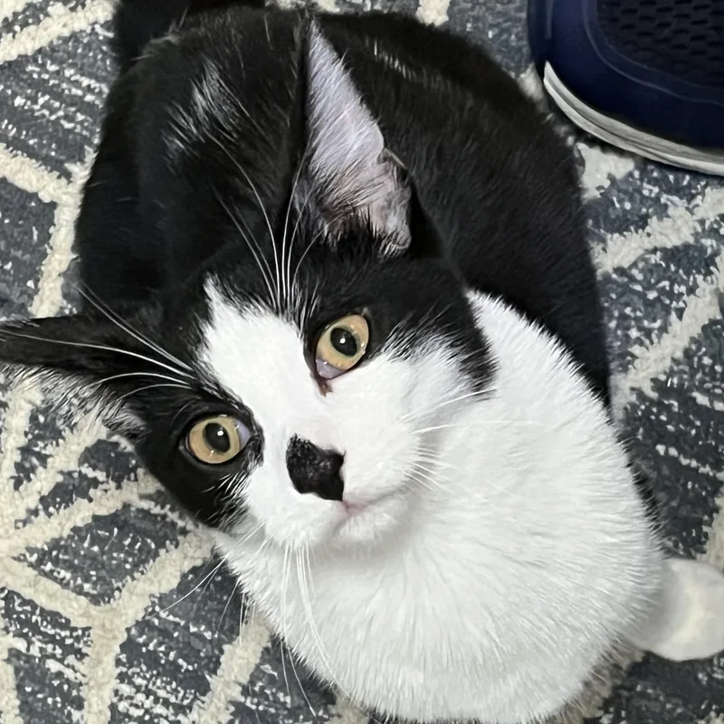 A young medium-sized male Black & White / Tuxedo Extra-Toes Cat / Hemingway Polydactyl cat named Smudge for adoption in Royal Oak, MI