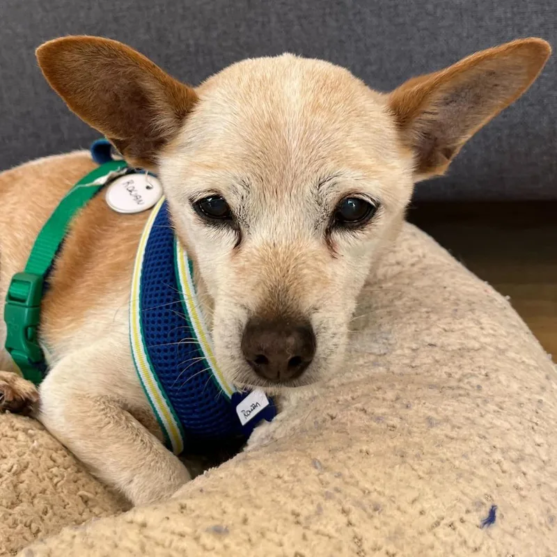 A senior small-sized male Yellow / Tan / Blond / Fawn Chihuahua dog named Rowan for adoption in San Francisco, CA