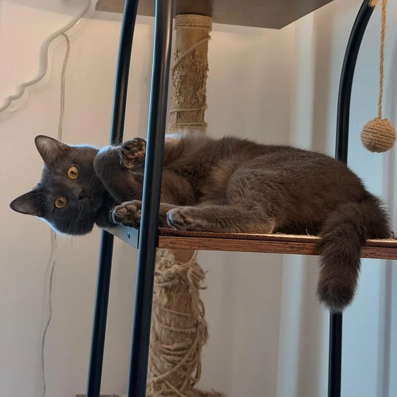 An adult small-sized male Gray / Blue / Silver Russian Blue cat named Grant Kuwait for adoption in Merrifield, VA