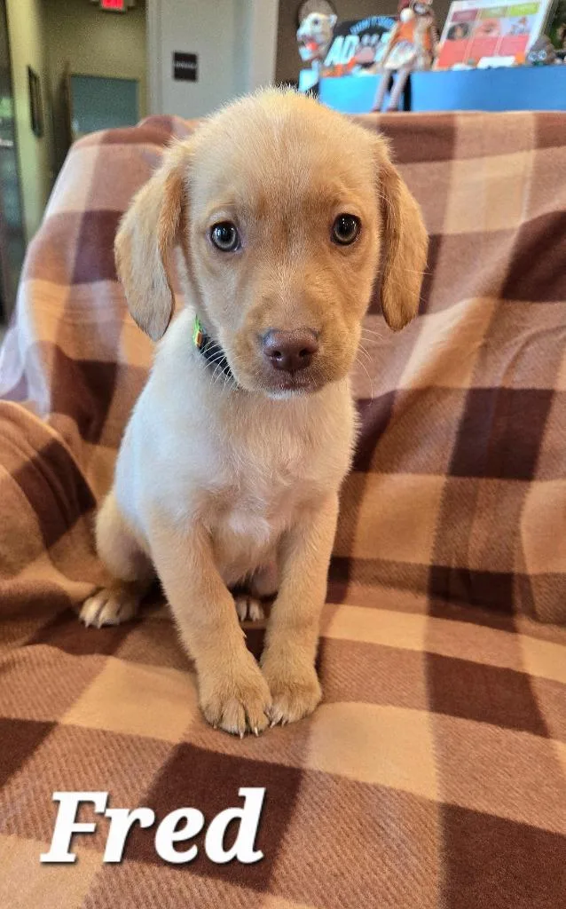 A baby small-sized male Labrador Retriever dog named Fred Yrly for adoption in Sidney, OH
