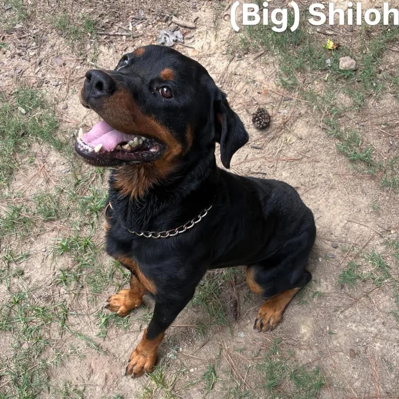 A young large-sized male Rottweiler dog named Shiloh for adoption in Little Rock, AR
