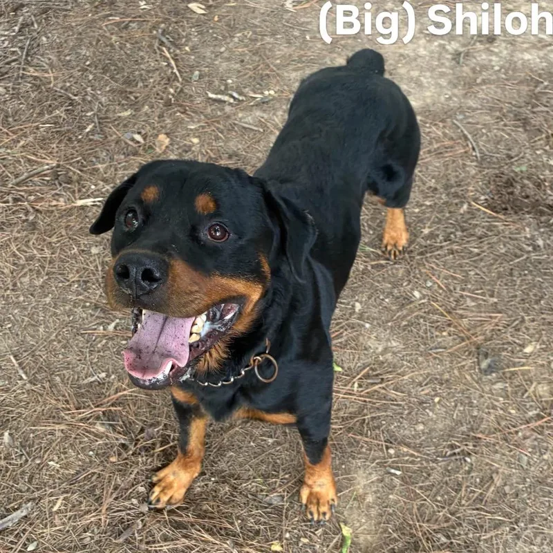 Shiloh thumbnail 2