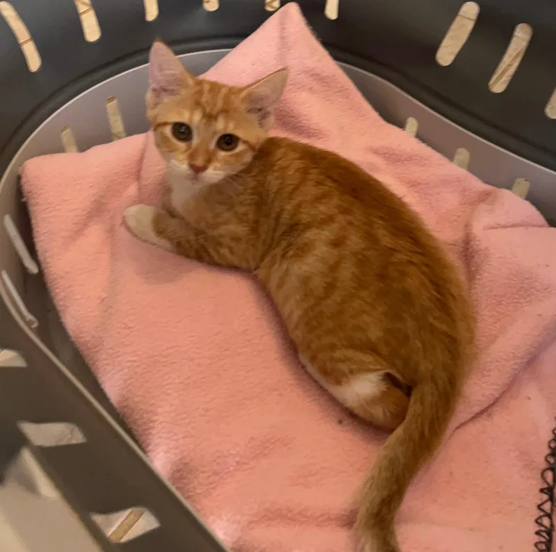 A baby medium-sized female Tabby cat named Honeydew for adoption in Columbia, SC
