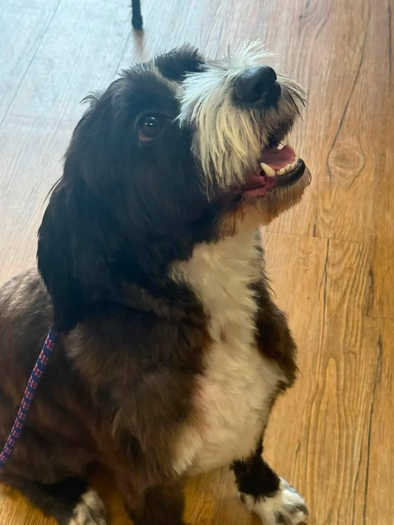 A young medium-sized male Mixed Breed dog named Wise Guy Harry for adoption in Valrico, FL