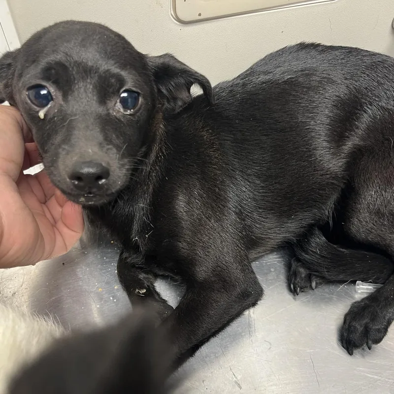 A baby small-sized female Black Chihuahua dog named Natasha for adoption in Mount Gilead, NC
