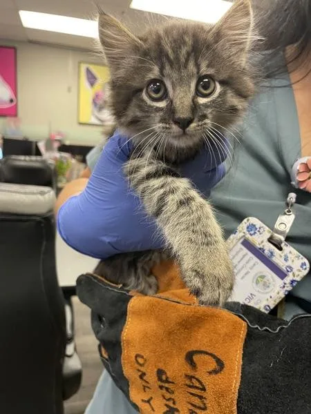 A baby small-sized male Domestic Long Hair cat named Rapunzel for adoption in Victorville, CA