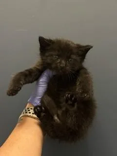 A baby small-sized male Domestic Short Hair cat named Gordon for adoption in Miami, FL