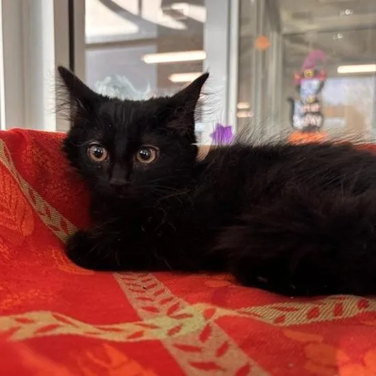 A baby small-sized female Domestic Medium Hair cat named Smidge for adoption in Phoenix, AZ