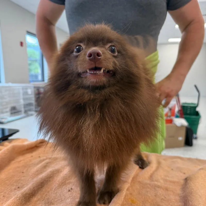 An adult small-sized male Brown / Chocolate Pomeranian dog named Fudge for adoption in Fort Wayne, IN