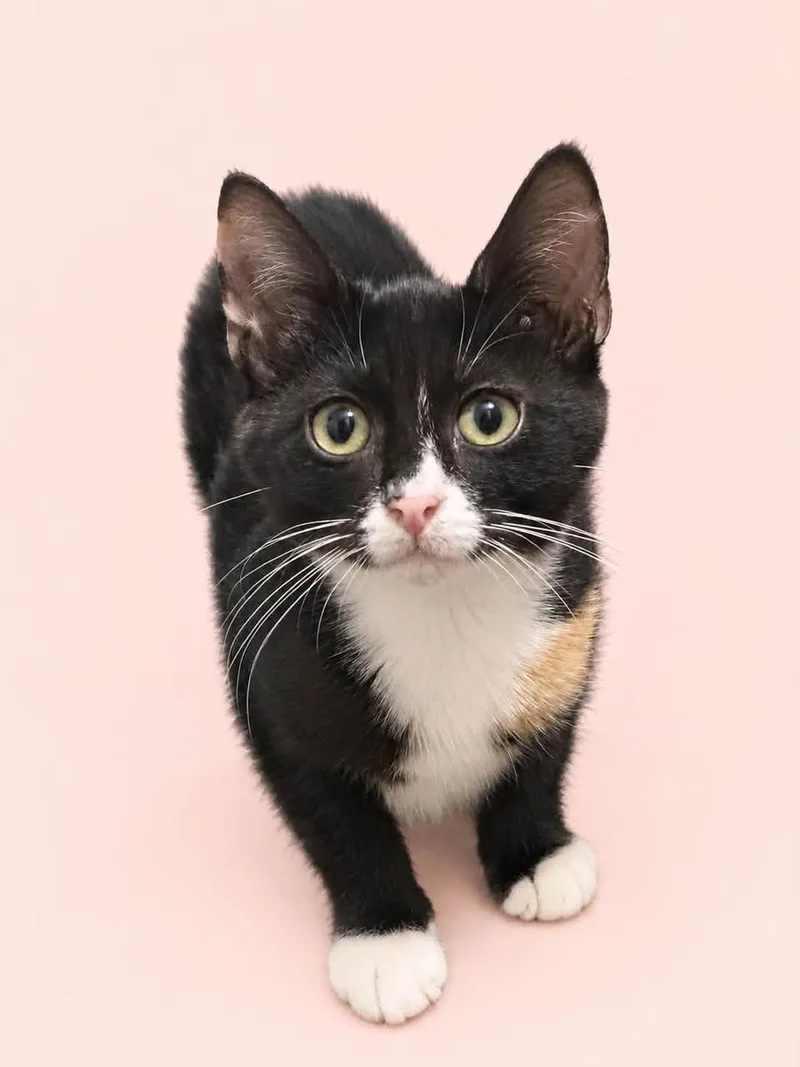 A baby medium-sized female Calico cat named Lane for adoption in Toledo, OH