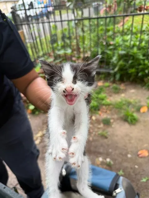 A baby medium-sized male Domestic Short Hair cat named Bj for adoption in Dallas, TX