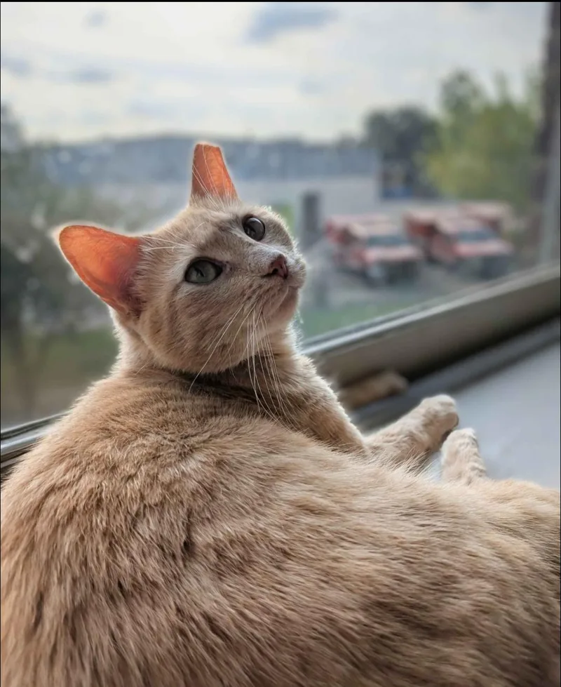 An adult medium-sized female Orange & White Domestic Short Hair cat named Druid for adoption in Pearland, TX