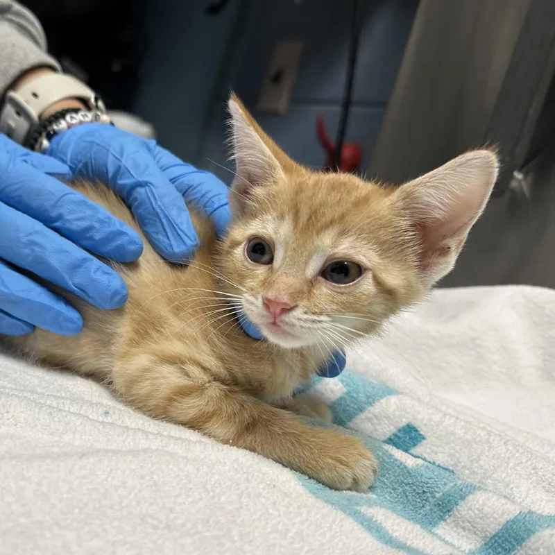 A baby small-sized female Orange / Red Domestic Short Hair cat named Aniya for adoption in Providence, RI