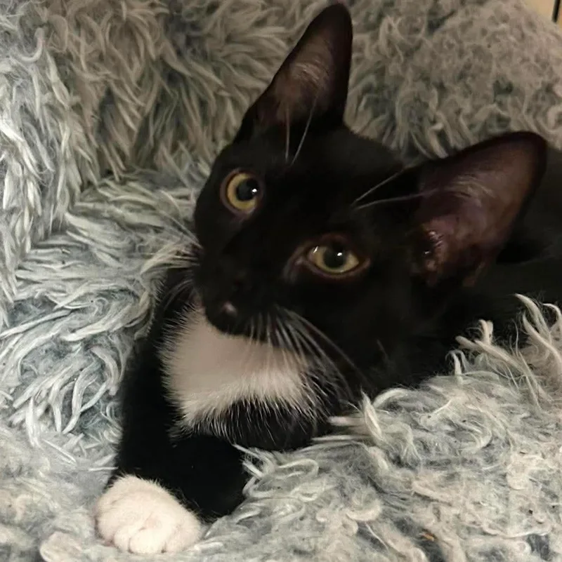 A baby medium-sized female Black & White / Tuxedo Domestic Short Hair cat named Smudge for adoption in Ozone Park, NY