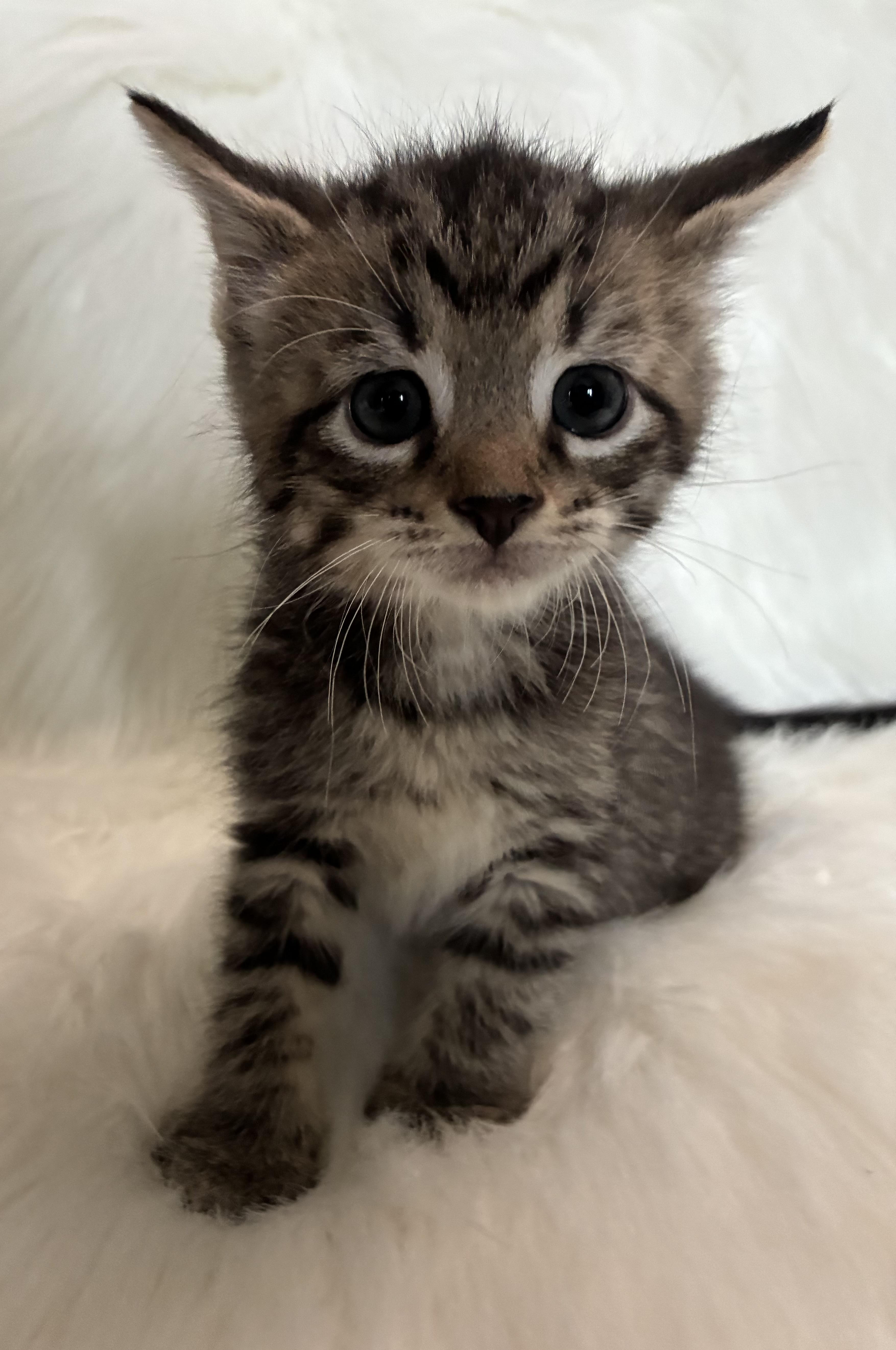 A baby medium-sized male Tabby (Brown / Chocolate) Domestic Short Hair cat named Cruz for adoption in Columbia, MD
