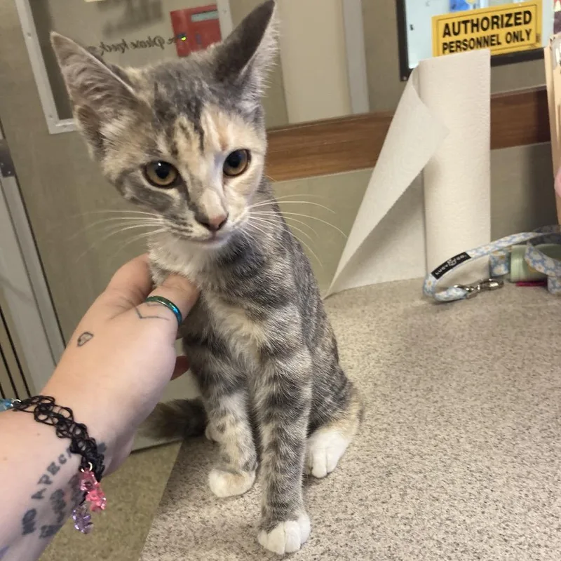 A baby small-sized female Torbie Domestic Short Hair cat named Tilley for adoption in Blue Ridge, GA