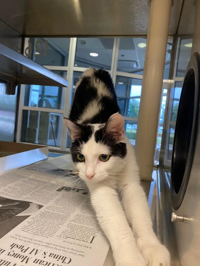 An adult medium-sized female Domestic Short Hair cat named Cookie A for adoption in Plano, TX