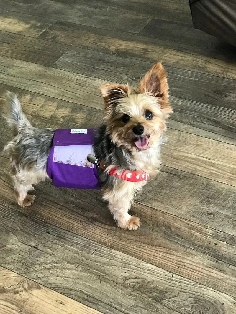 An adult small-sized male Bicolor Yorkshire Terrier dog named Bruno for adoption in Baton Rouge, LA