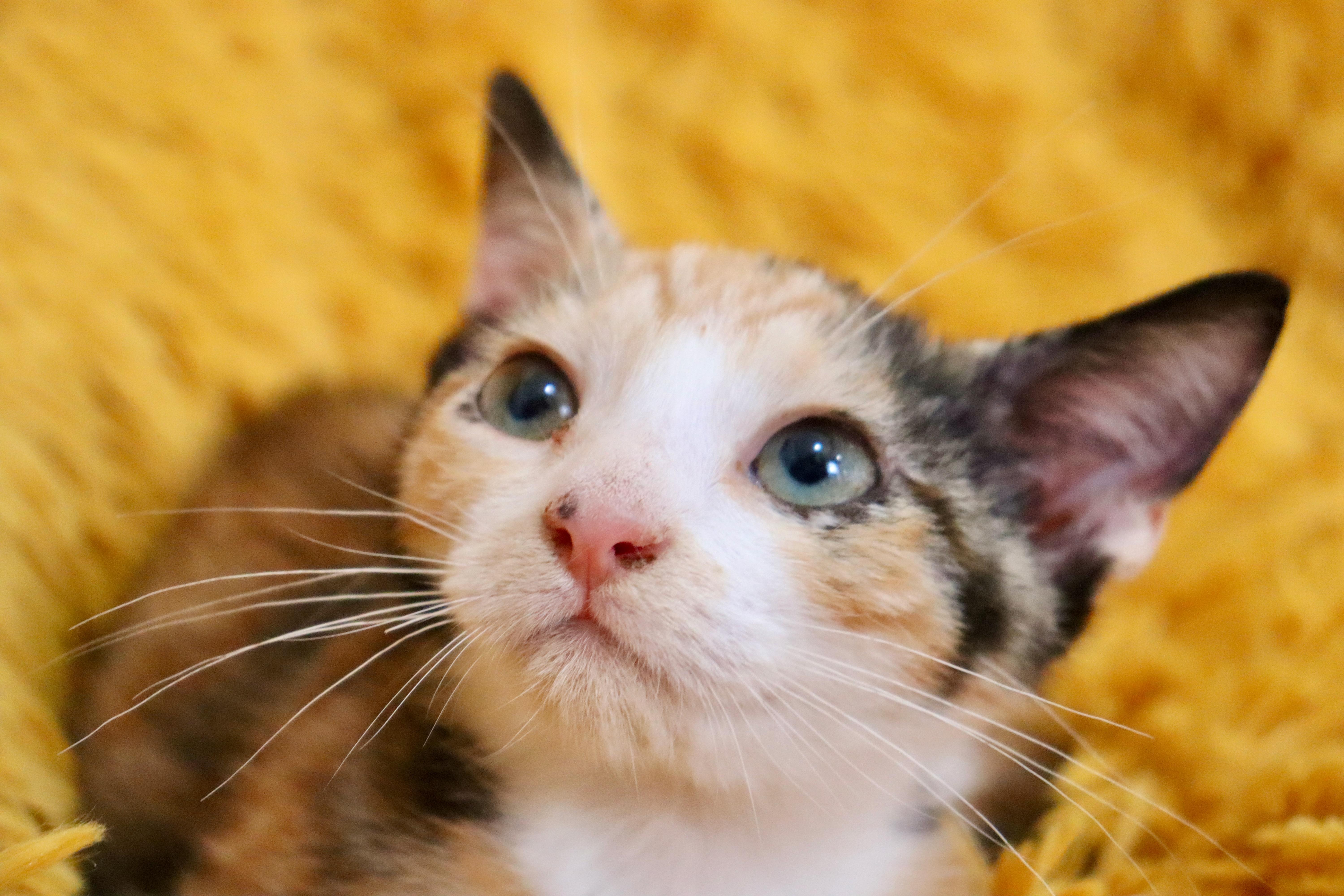 A baby medium-sized female Calico cat named Libby for adoption in Saint Augustine, FL