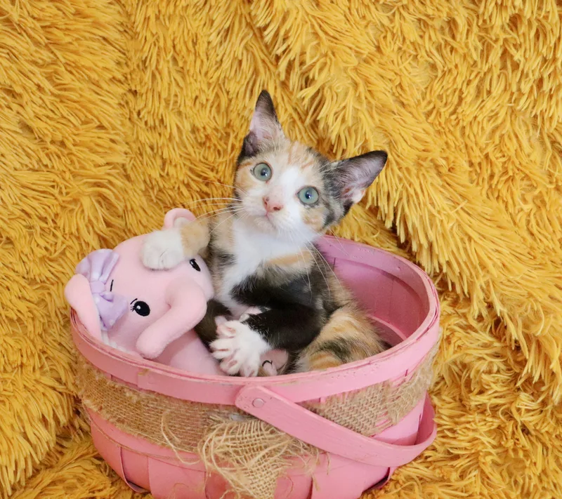 Libby thumbnail 5
