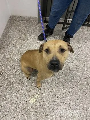An adult large-sized male Terrier dog named George for adoption in Gastonia, NC