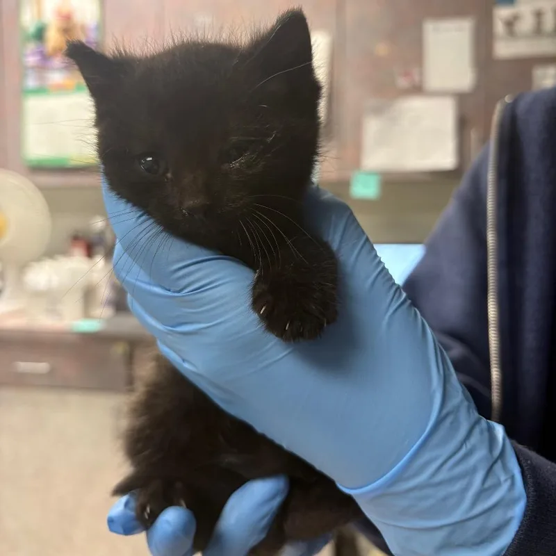 A baby small-sized female Black Domestic Short Hair cat named Starlight for adoption in Newark, NJ