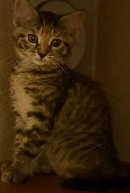 A baby small-sized female Domestic Short Hair cat named Santorini for adoption in Washington, DC