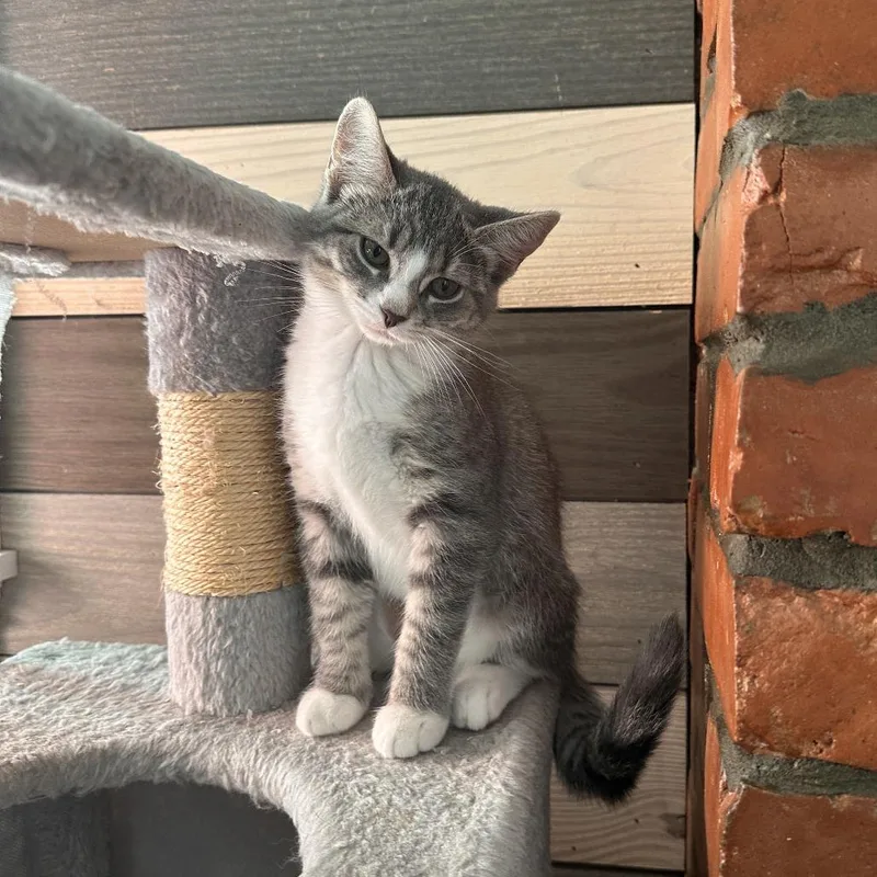 A baby small-sized female Gray / Blue / Silver Domestic Short Hair cat named Highland for adoption in Gibsonia, PA