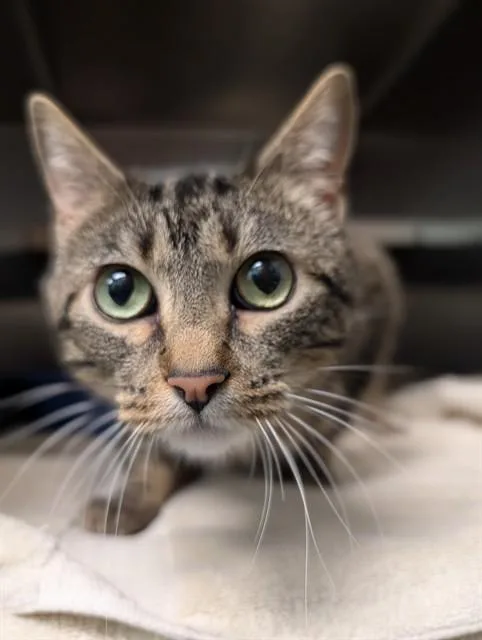 An adult medium-sized female Domestic Short Hair cat named Pika for adoption in Lees Summit, MO