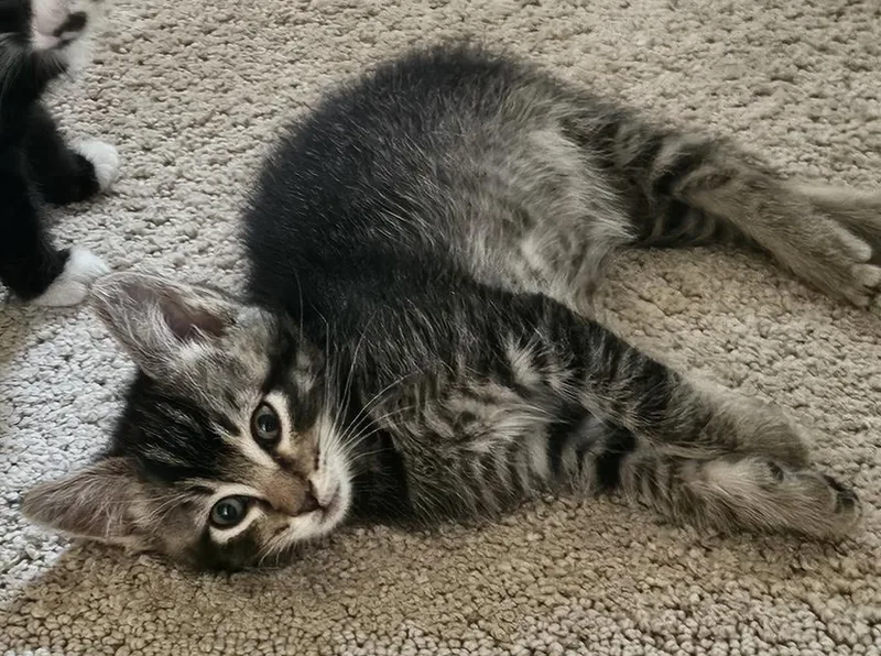 A young small-sized male Tabby (Brown / Chocolate) Domestic Short Hair cat named Pedro for adoption in Los Angeles, CA