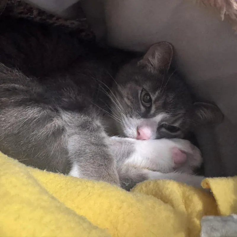 A senior large-sized female Gray / Blue / Silver Domestic Short Hair cat named Graceland for adoption in Saint Charles, MO