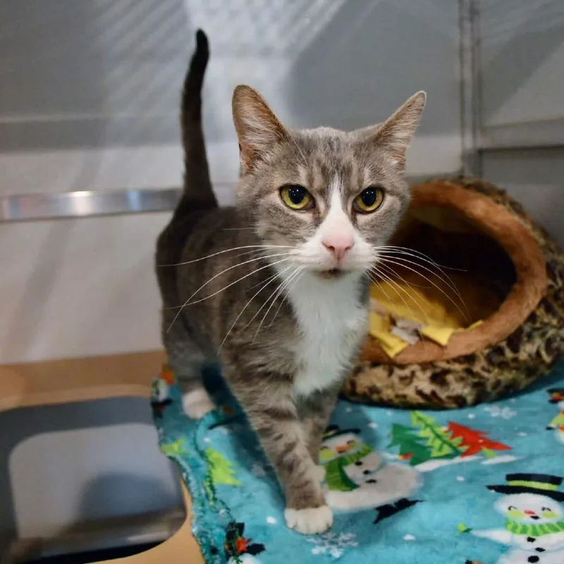 Graceland thumbnail 2