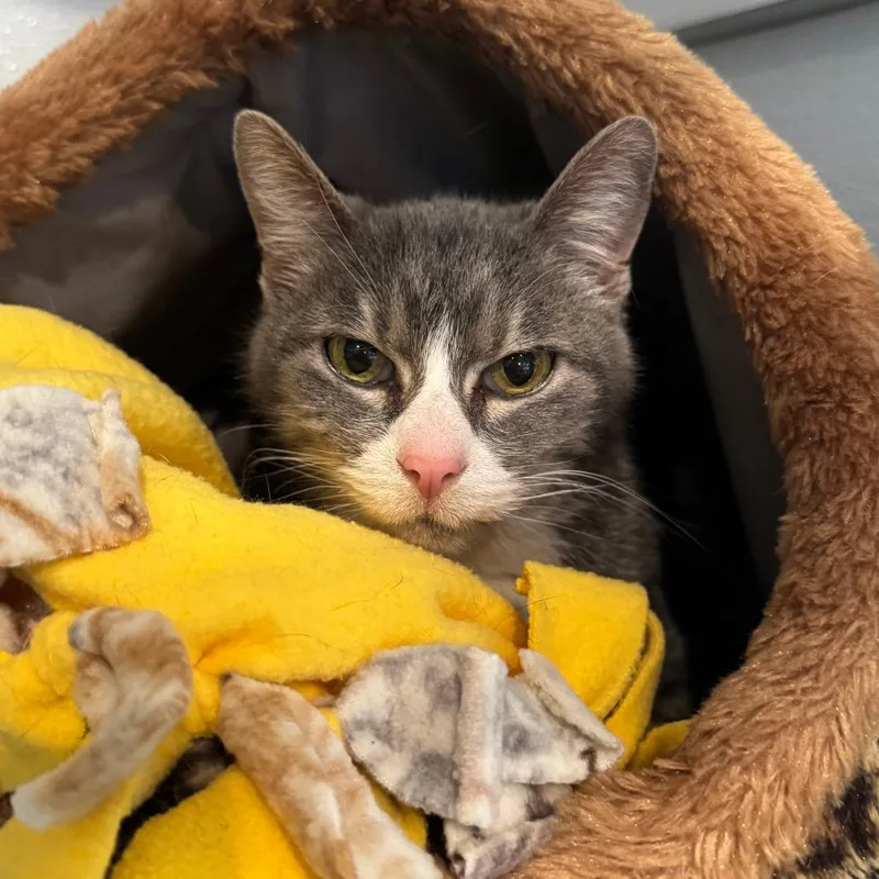 Graceland thumbnail 3