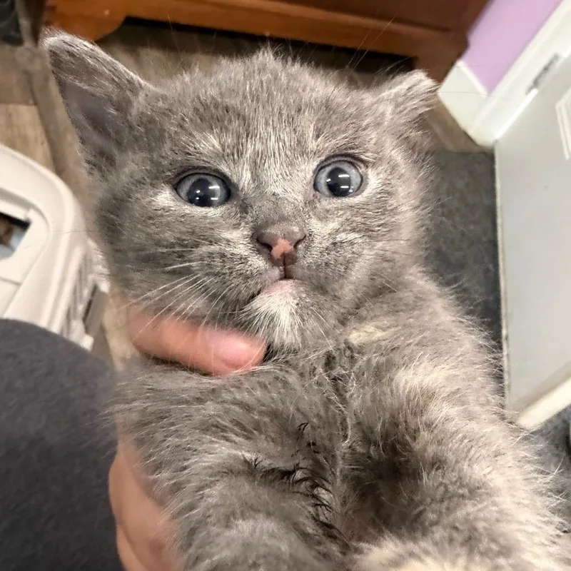 A baby small-sized female Tortoiseshell Domestic Short Hair cat named Chaise Lounge for adoption in Boerne, TX