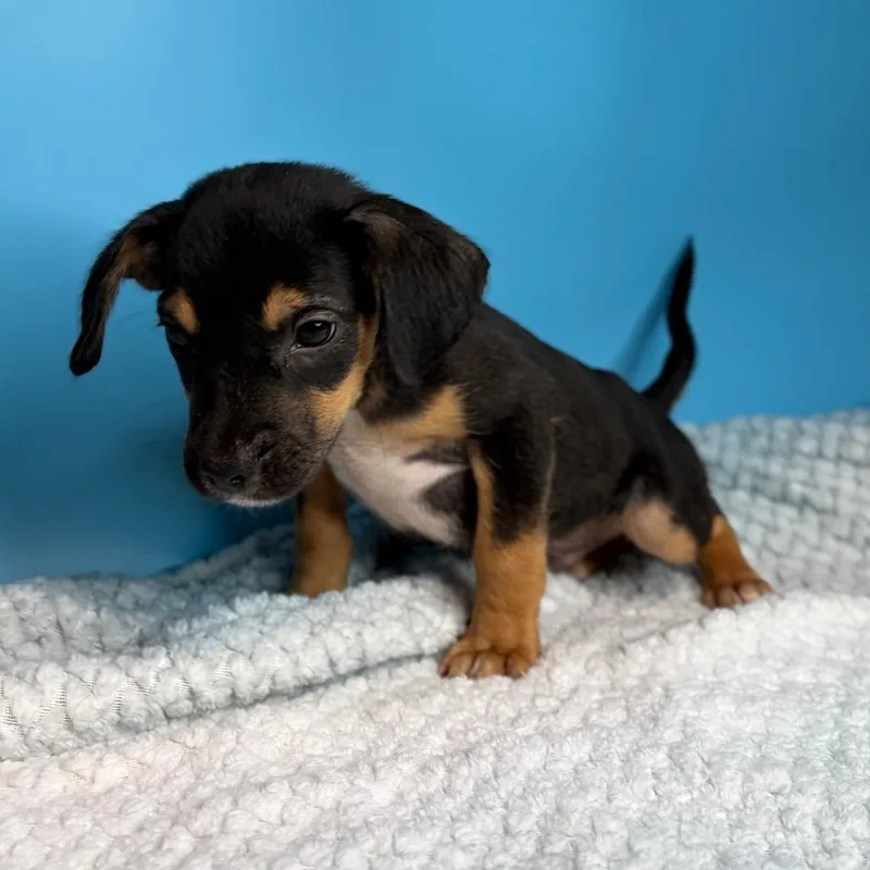 A baby small-sized male Black Terrier dog named Tennessee for adoption in San Antonio, TX
