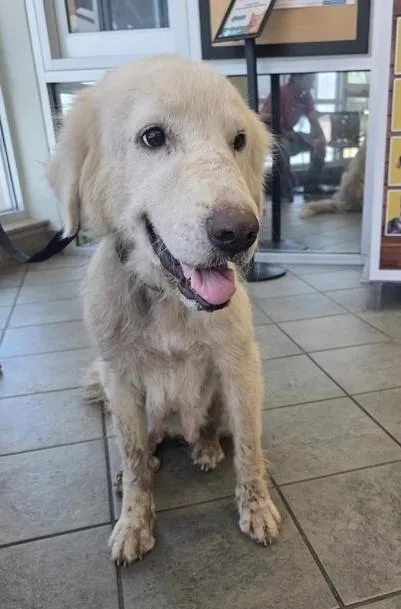 An adult large-sized female Great Pyrenees dog named Caroline for adoption in San Antonio, TX